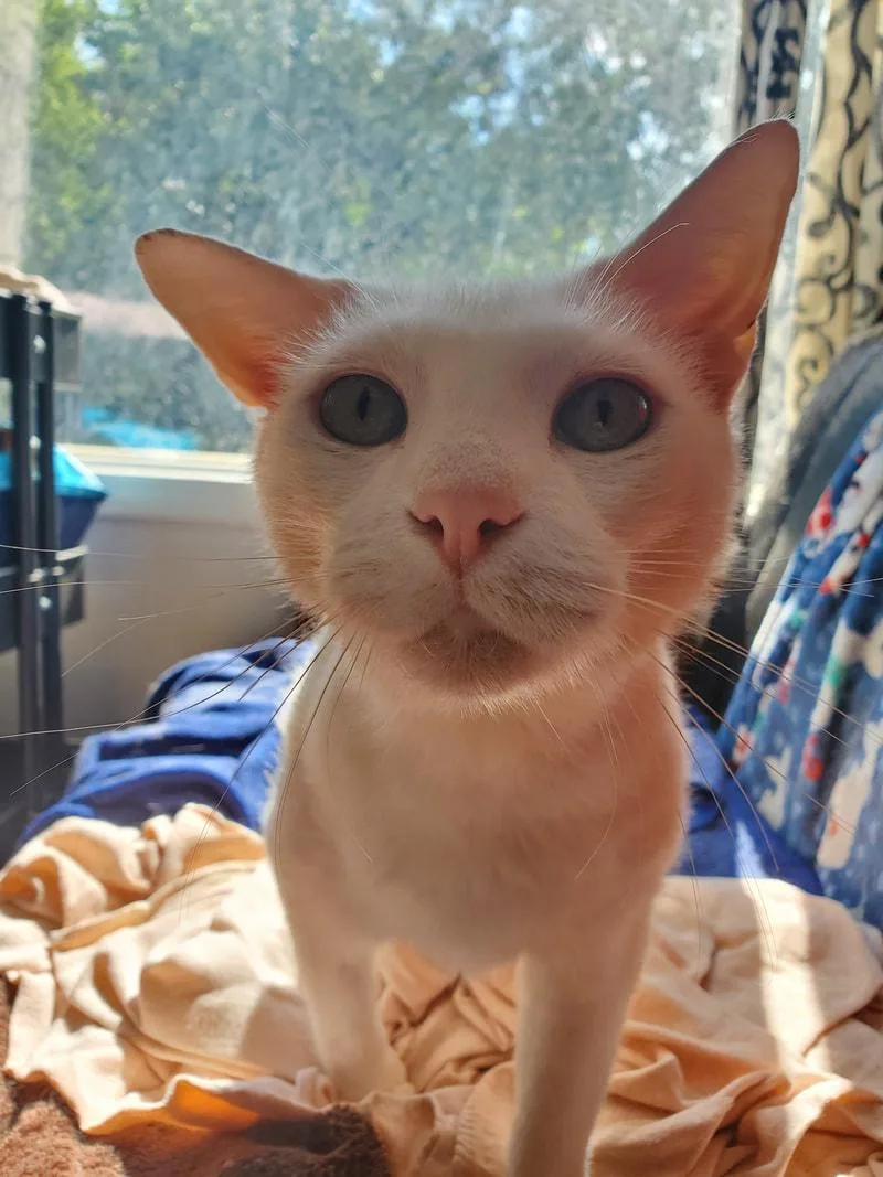 An adult medium-sized male White Domestic Short Hair cat named Chowder for adoption in Kalamazoo, MI