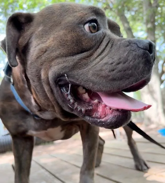 An adult large-sized male Brindle Mixed Breed dog named Clyde for adoption in Charleston, SC