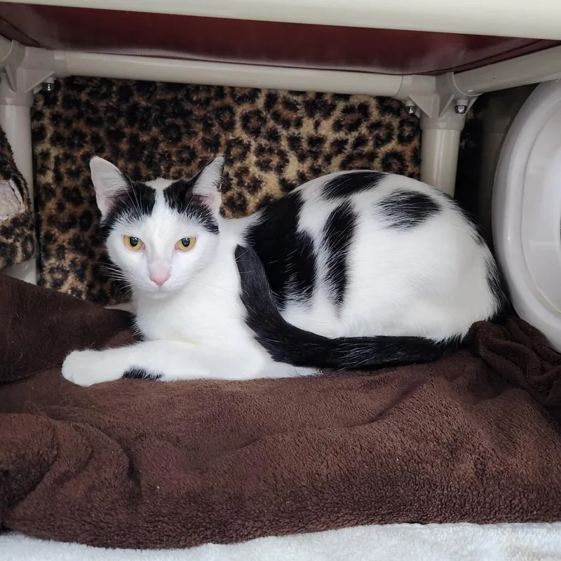 An adult large-sized male White Domestic Medium Hair cat named Cecil for adoption in Grand Rapids, MI