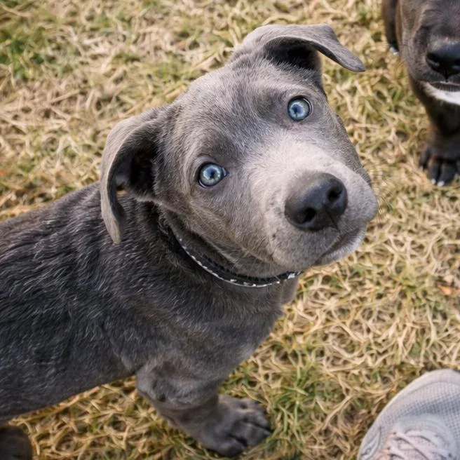 A baby small-sized male Gray / Blue / Silver Black Labrador Retriever dog named Grover for adoption in Rogersville, MO