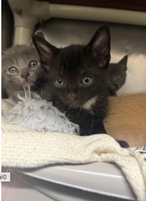 A young small-sized male Black Domestic Short Hair cat named Silo for adoption in Marshall, NC