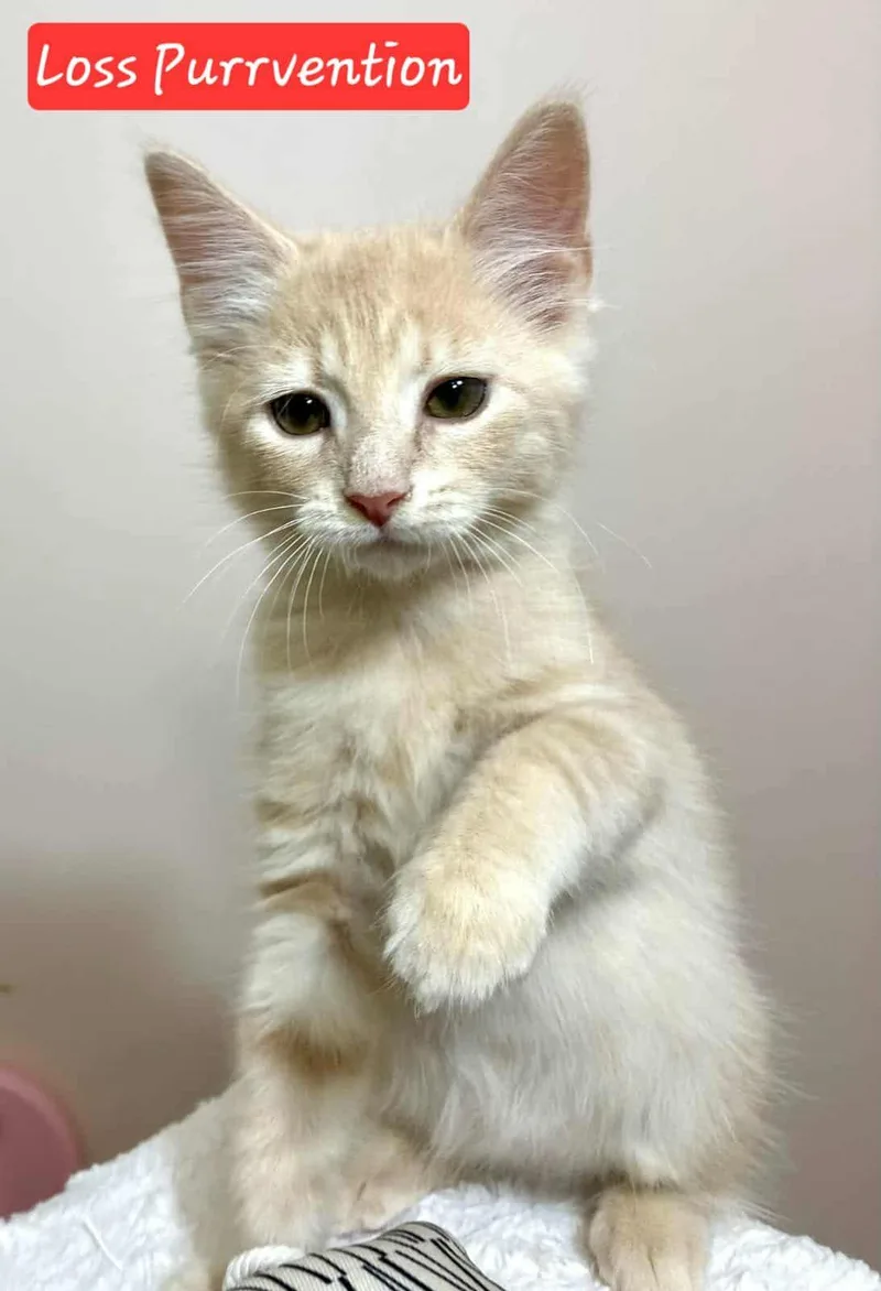 Loss Purrvention thumbnail 2