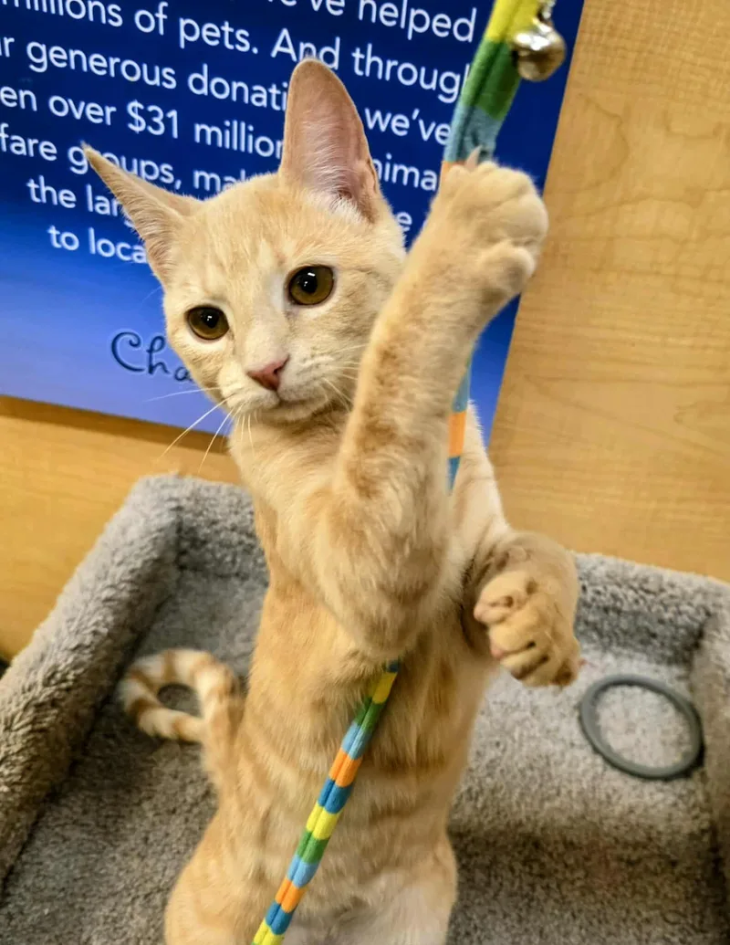 Loss Purrvention thumbnail 3