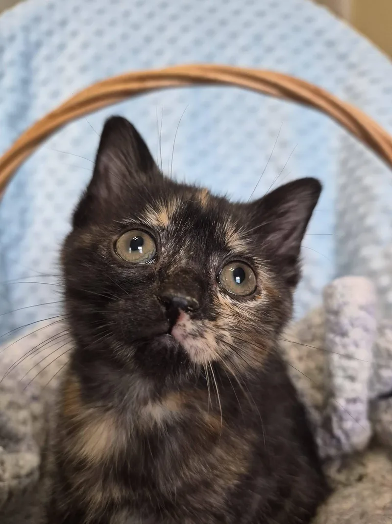 A baby medium-sized female Tortoiseshell Domestic Short Hair cat named Kyoto for adoption in Richmond, KY