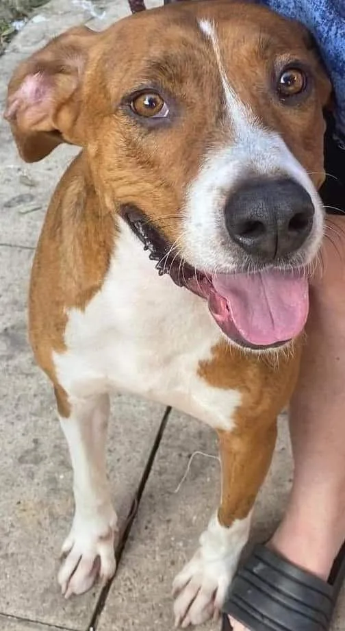 A young large-sized male Brindle Hound dog named Rocky for adoption in Houston, TX