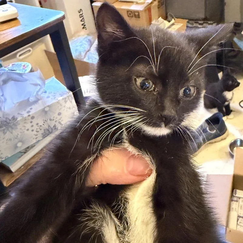 A baby small-sized female Black Domestic Short Hair cat named Diane Willingham for adoption in Woodstock, VA