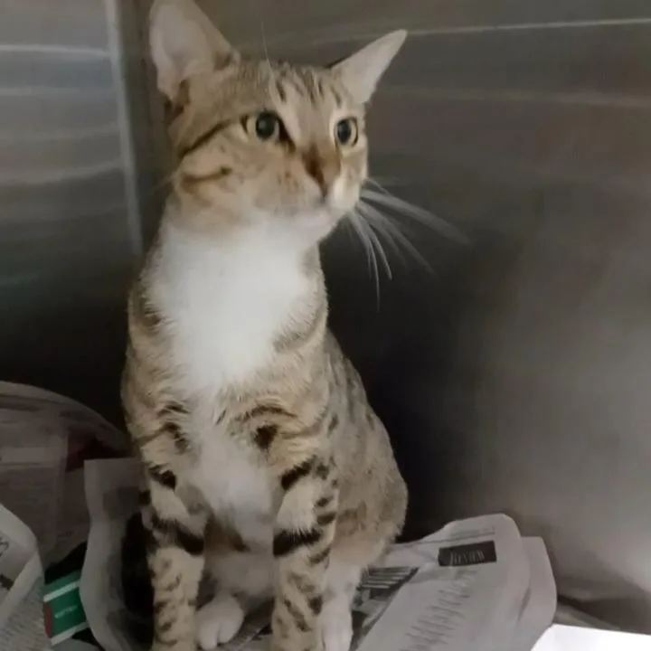 An adult large-sized male Domestic Short Hair cat named Alfa for adoption in Oak Park, IL