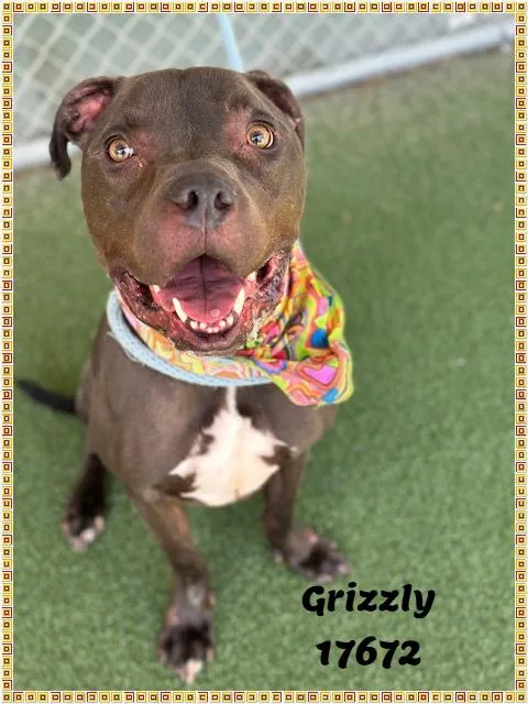 Grizzly See Also Bane