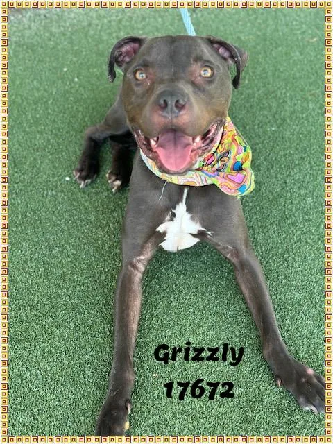 Grizzly See Also Bane thumbnail 3