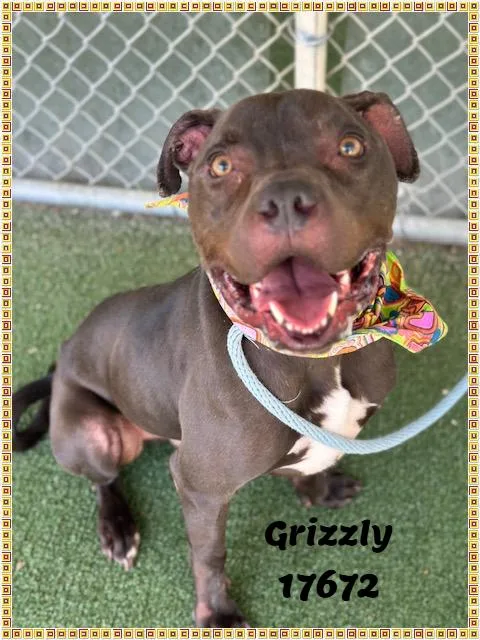 Grizzly See Also Bane thumbnail 4