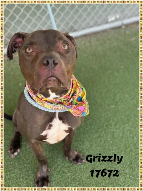 Grizzly See Also Bane thumbnail 5