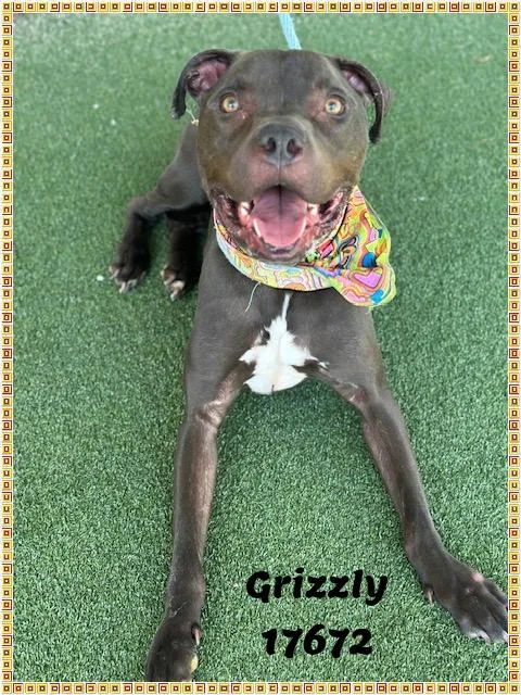 Grizzly See Also Bane thumbnail 6