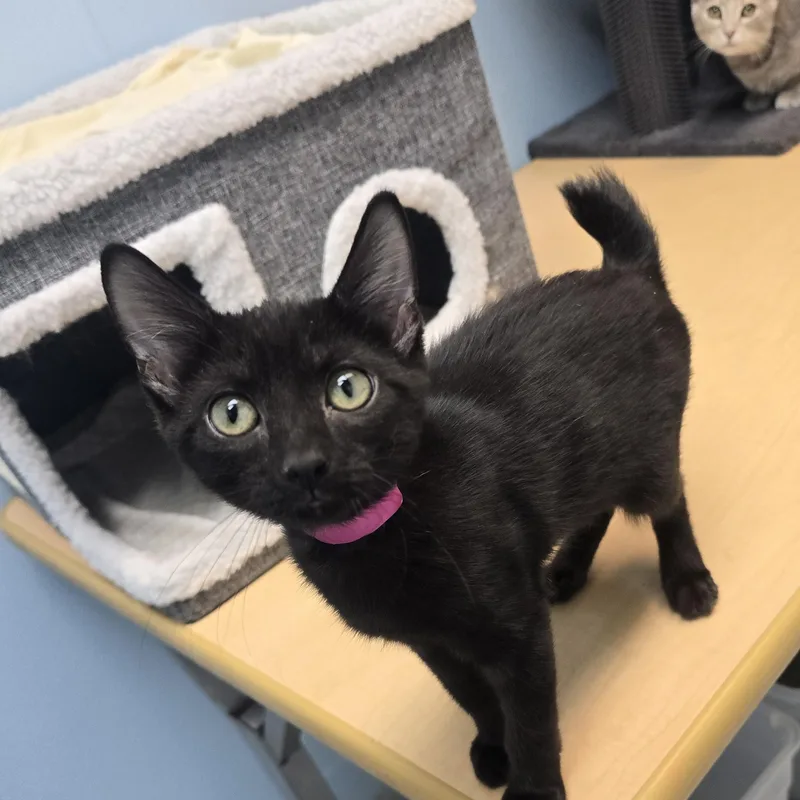 A baby medium-sized female Black Domestic Short Hair cat named Stormy for adoption in Farmington, MO