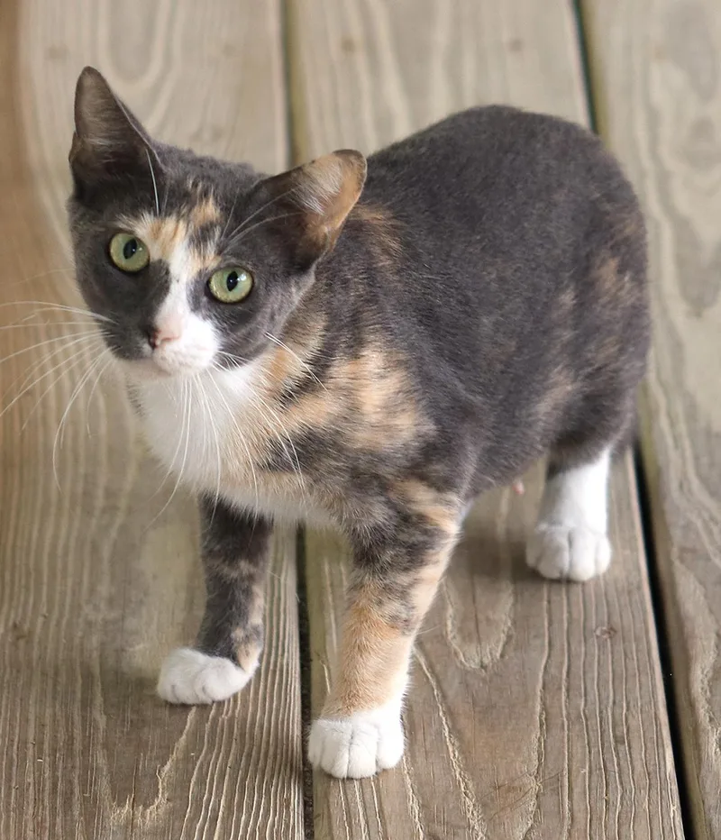 Marmalade thumbnail 2