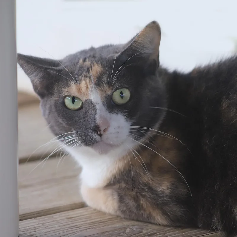 Marmalade thumbnail 3