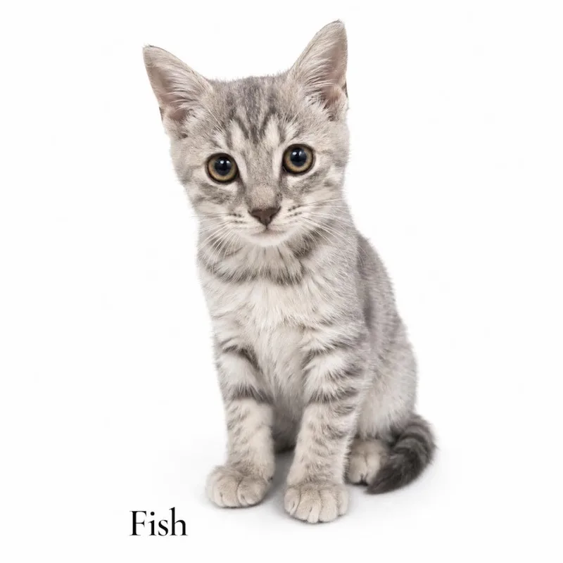 A baby medium-sized female Tabby (Gray / Blue / Silver) Domestic Short Hair cat named Fish for adoption in Stevensville, MI