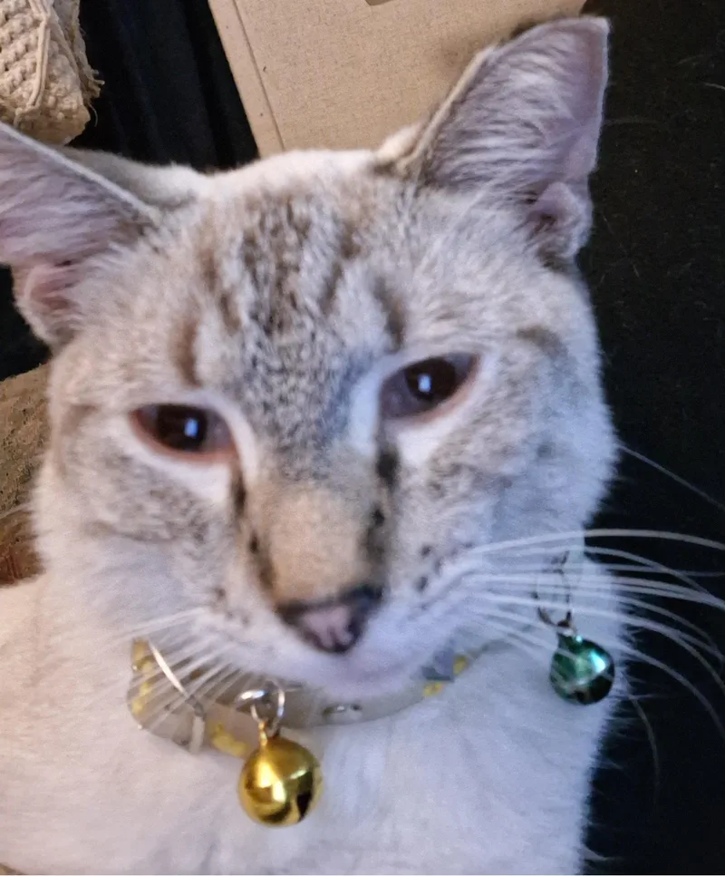 A young small-sized male Buff / Tan / Fawn Domestic Short Hair cat named Al for adoption in Sherman, TX