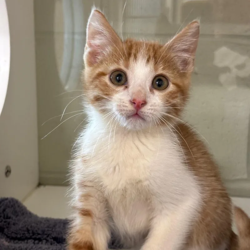 A baby small-sized male Orange / Red Domestic Short Hair cat named Aura for adoption in League City, TX