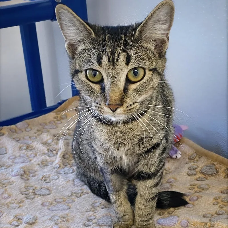 Peppermint Patty thumbnail 2