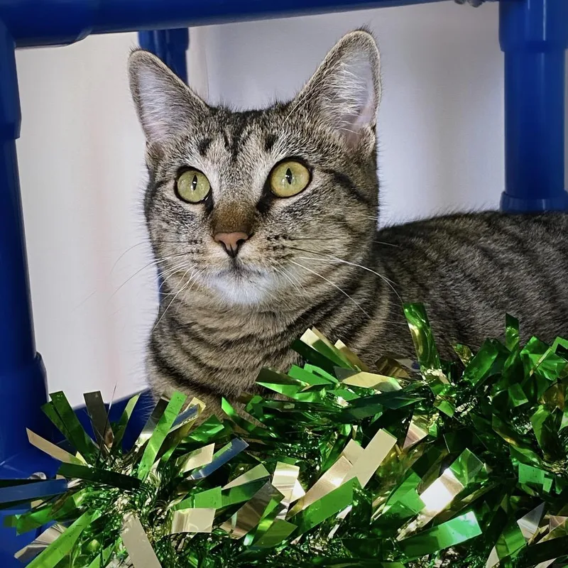 Peppermint Patty thumbnail 3