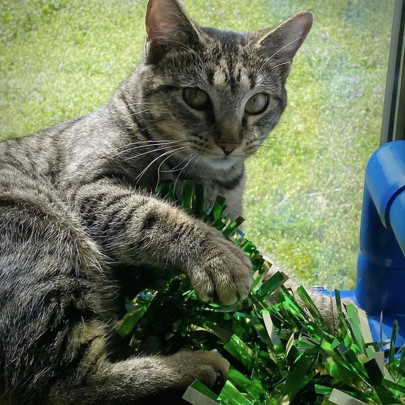 Peppermint Patty thumbnail 4