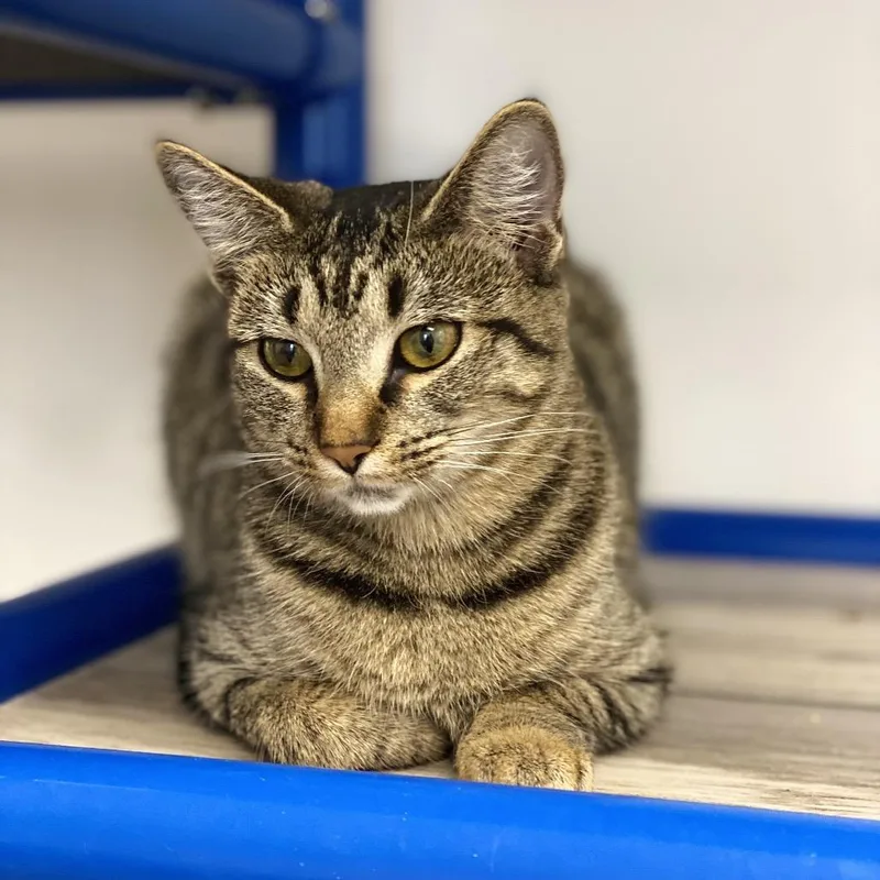 Peppermint Patty thumbnail 5