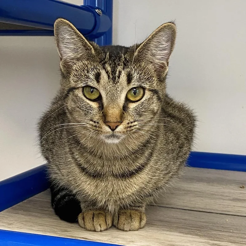 Peppermint Patty thumbnail 6