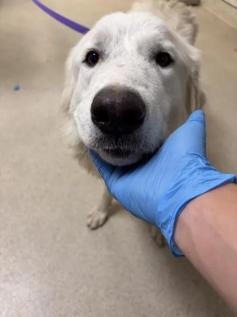 A young large-sized female German Shepherd Dog dog named Snowflake for adoption in Riverside, CA