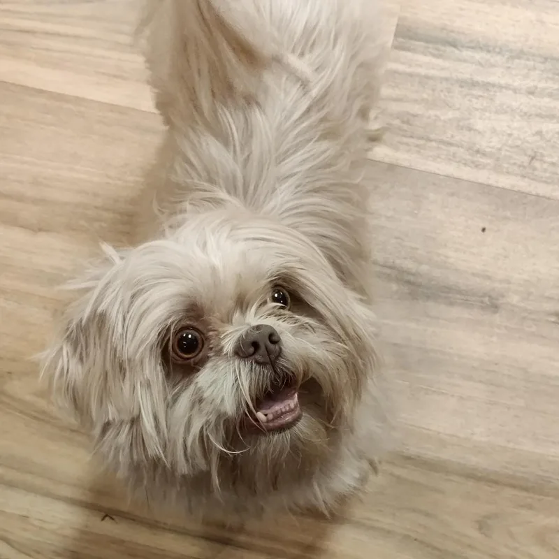 An adult medium-sized male Shih Tzu dog named Muppet for adoption in Eastsound, WA