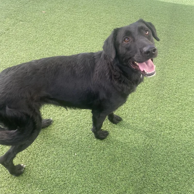 An adult medium-sized female Black Mixed Breed dog named Archie for adoption in LOXAHATCHEE, FL