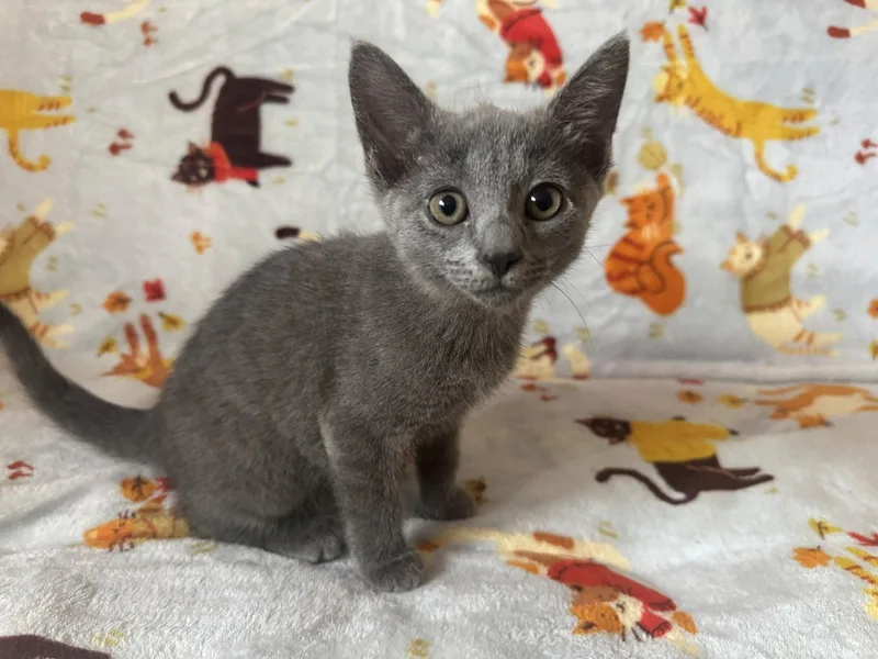 A baby small-sized female Gray / Blue / Silver Domestic Short Hair cat named Lexus for adoption in Newtown Square, PA