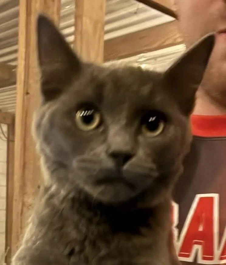 A young medium-sized female Gray & White Russian Blue cat named Sharkey for adoption in Anthem, AZ