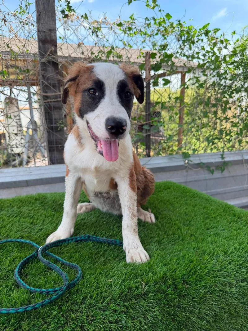 A baby large-sized female Tricolor (Brown, Black, & White) Labrador Retriever dog named Truffles for adoption in Sharon, CT