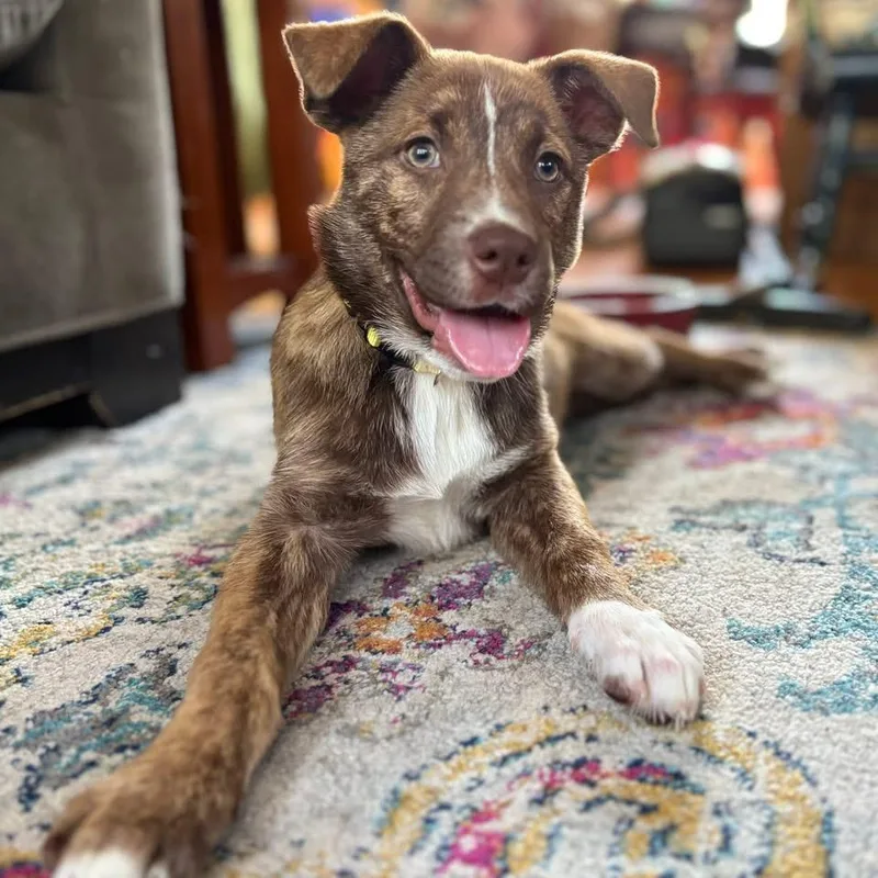 A baby large-sized female Australian Shepherd dog named Lyra for adoption in Berlin, NJ