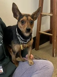 A young medium-sized male Chihuahua dog named Scooter Pie for adoption in Cleveland, OH