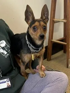 Scooter Pie thumbnail 2