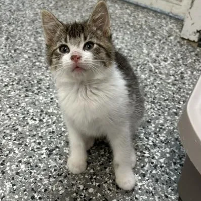 A baby medium-sized female Domestic Short Hair cat named Bell for adoption in Bryan, OH