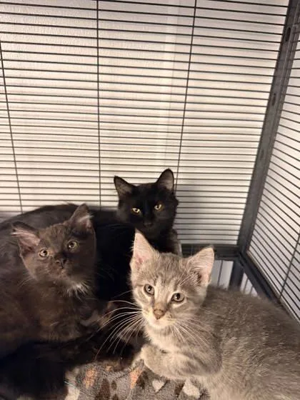 An adult small-sized female Domestic Short Hair cat named Betta for adoption in Saint Anne, IL