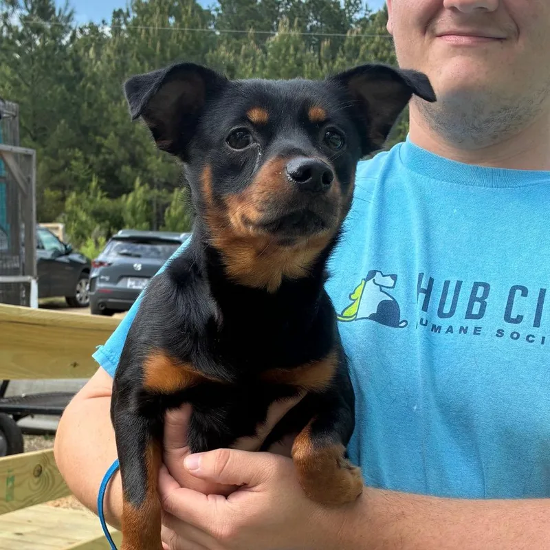 An adult small-sized male Black Miniature Pinscher dog named Bandit for adoption in Hattiesburg, MS