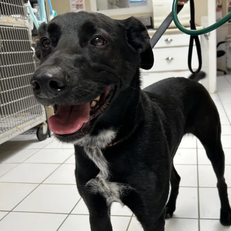 An adult large-sized male Black Labrador Retriever dog named Arrow for adoption in Ojai, CA