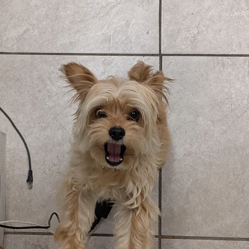 An adult small-sized male Yorkshire Terrier dog named Pickles for adoption in Hermiston, OR