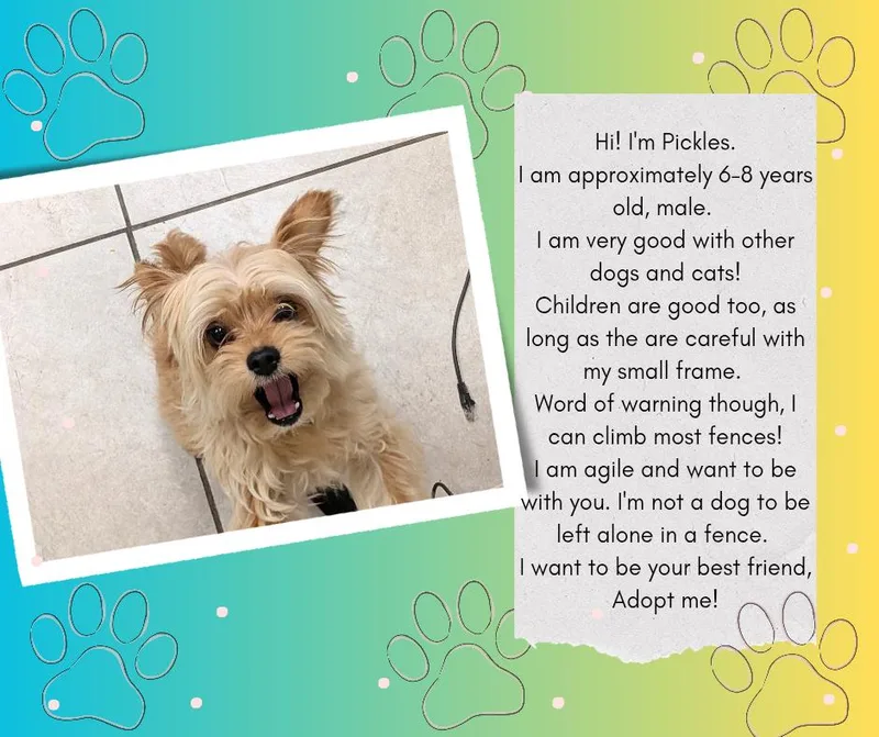 Pickles thumbnail 4