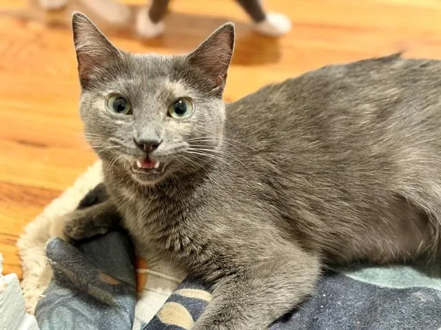 A young medium-sized female Domestic Short Hair cat named Ethel for adoption in Saint Louis, MO