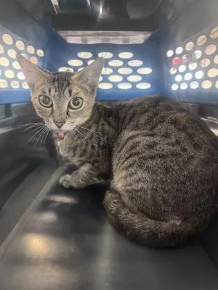 An adult medium-sized female Domestic Short Hair cat named Graci for adoption in West Chester, PA
