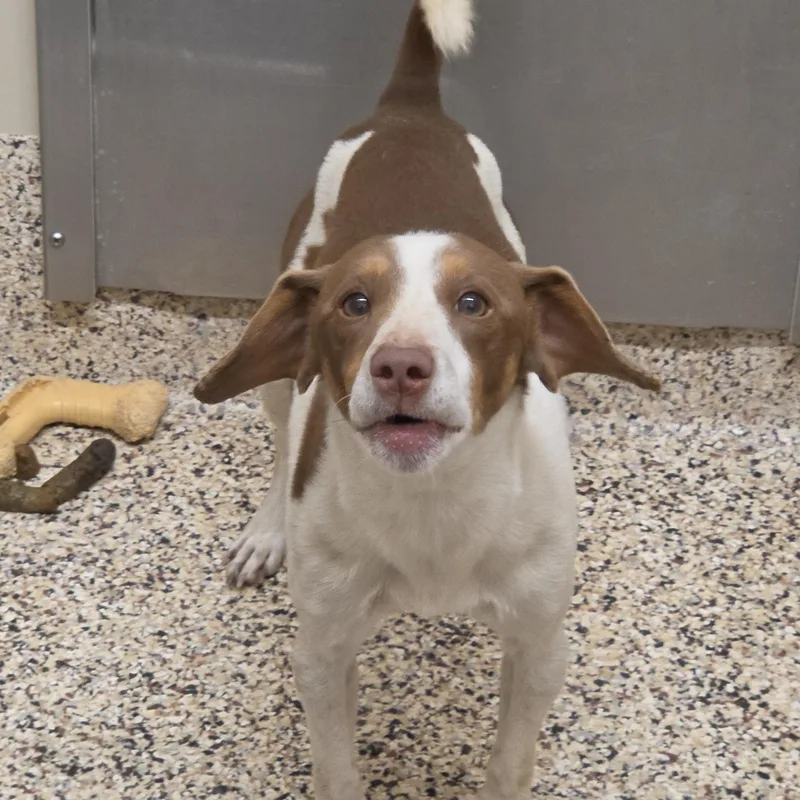 An adult small-sized male White / Cream Mixed Breed dog named Tywin for adoption in Aiken, SC