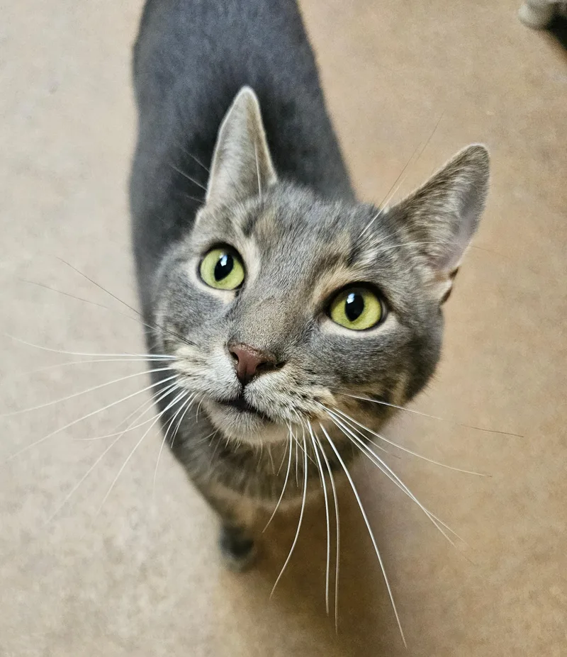 A senior medium-sized male Tabby (Buff / Tan / Fawn) Domestic Short Hair cat named Chevy Chase for adoption in Norwalk, CT