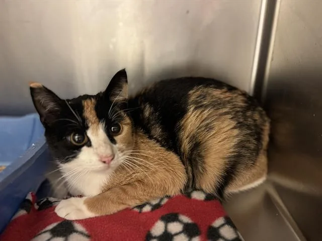 An adult small-sized female Domestic Short Hair cat named Layla for adoption in West Valley City, UT