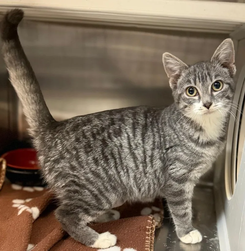 A baby small-sized female Tabby (Gray / Blue / Silver) Domestic Short Hair cat named Seven for adoption in Columbus, NE