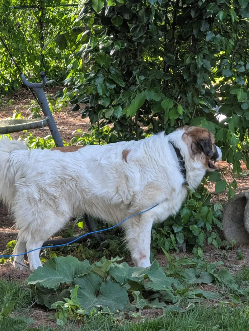 An adult extra large-sized male Great Pyrenees dog named Astro for adoption in Alliance, OH