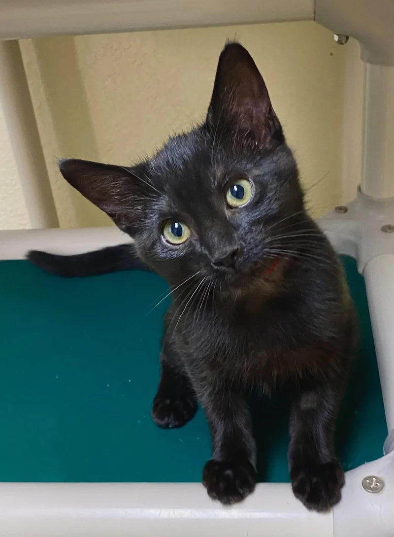 A young medium-sized female Black Domestic Short Hair cat named Orange Blossom for adoption in Fargo, ND